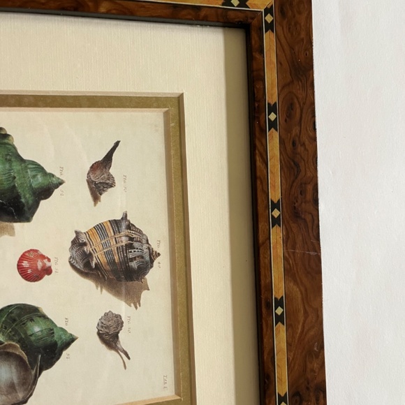 Framed Shell Print - Picture 2 of 6